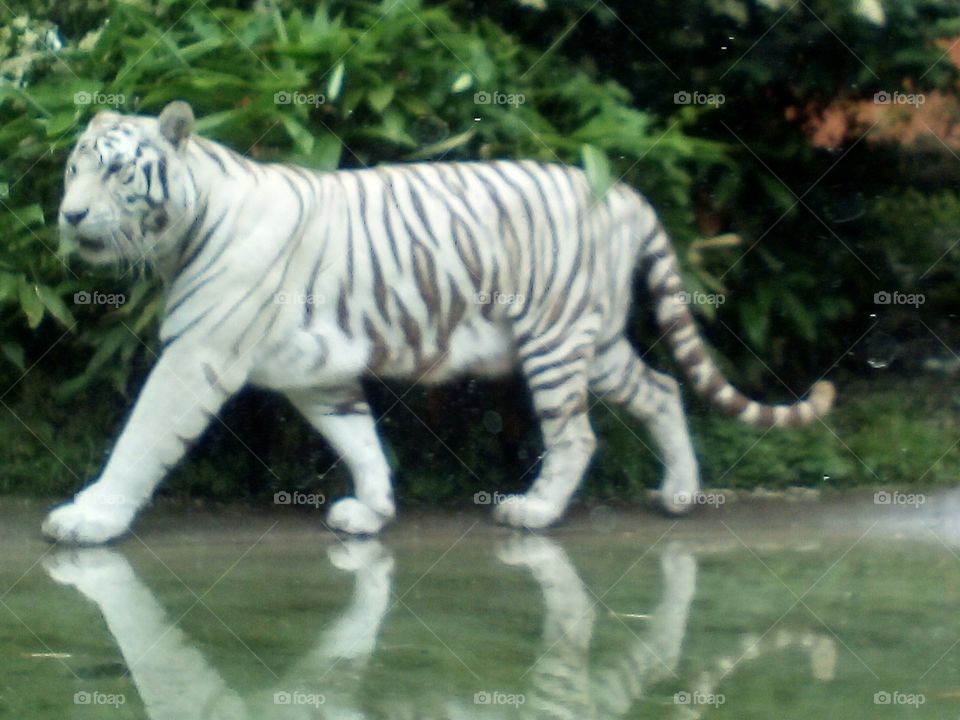 Maubeuge, a royal white tiger