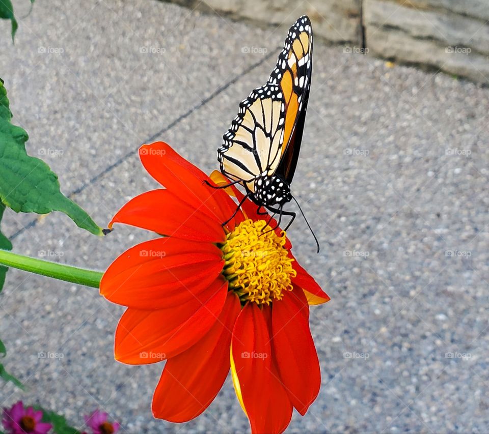 a monarch butterfly on a red flower