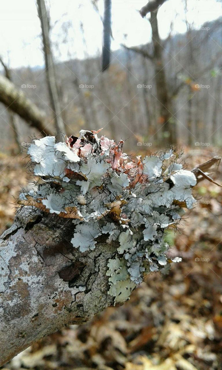 Lichen