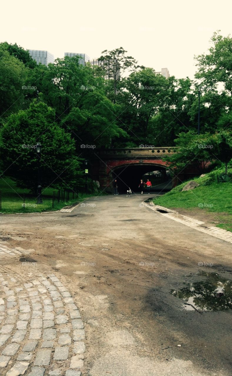 Path through Central Park