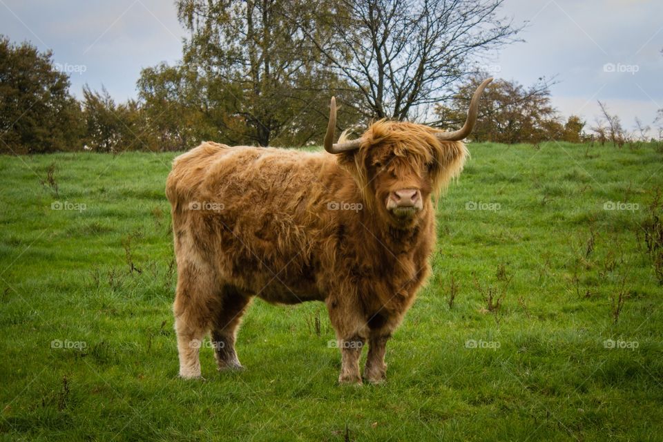 Highland cattle onn grassy field