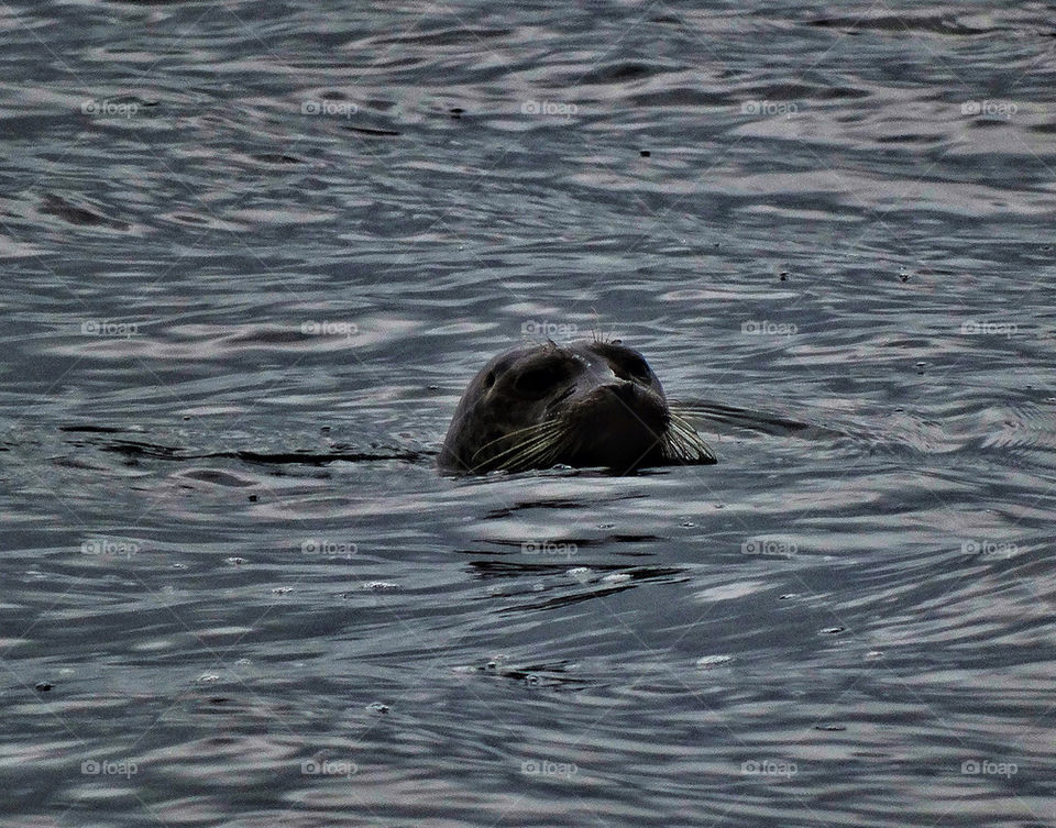 Harbor seal in San Francisco Bay