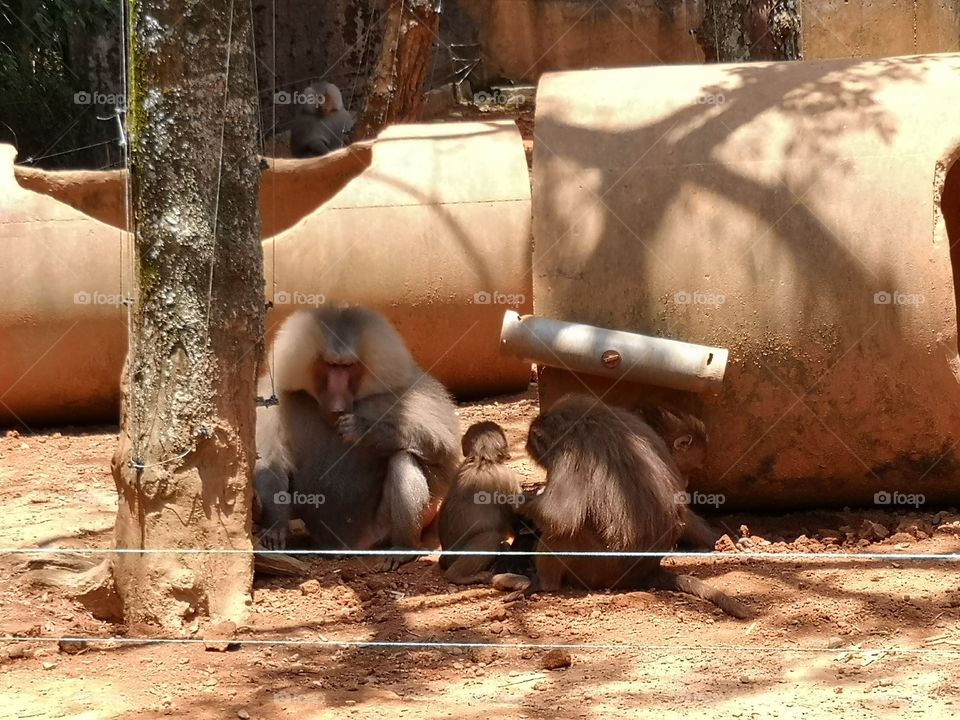 Animals in Leofoo Village Theme Park