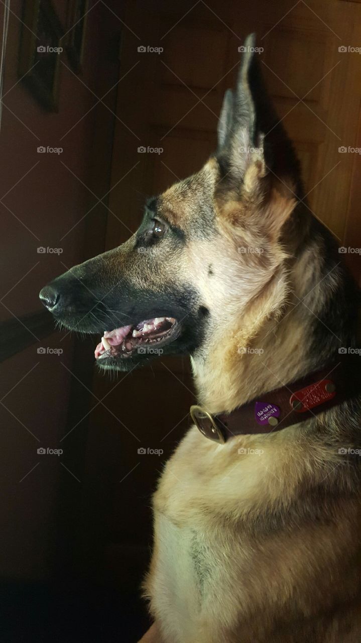 German Shepherd profile