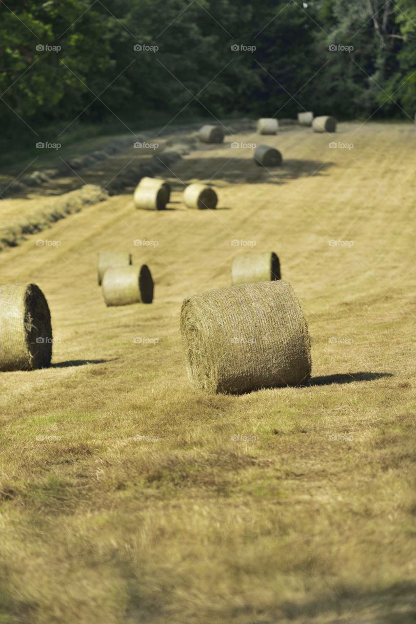 hay bales rolling down the hill