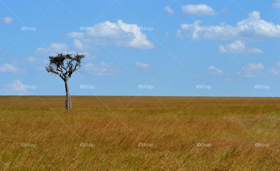 Kenyan Savannah