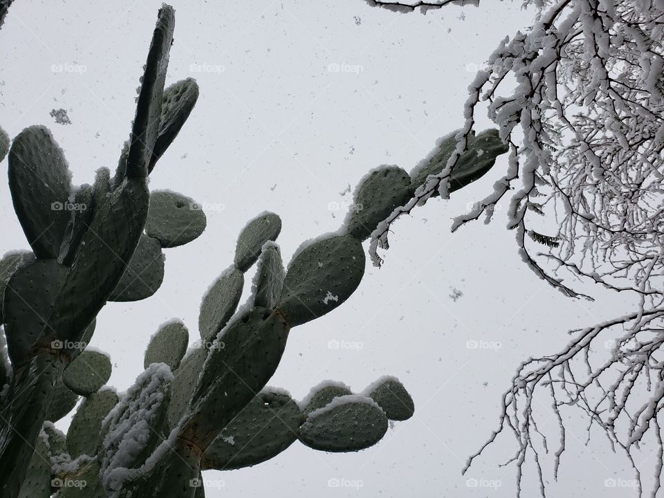 snow covered cactus