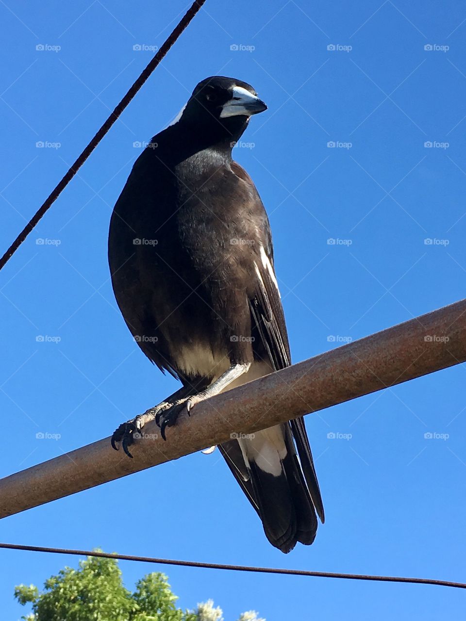 Magpie closeup outdoor against a vivid blue sky, perched on a wire front view 