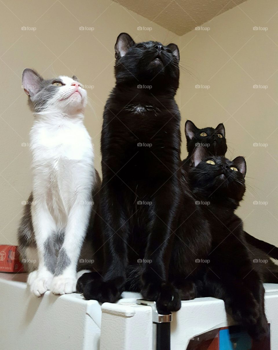 kitty cats watching a bug