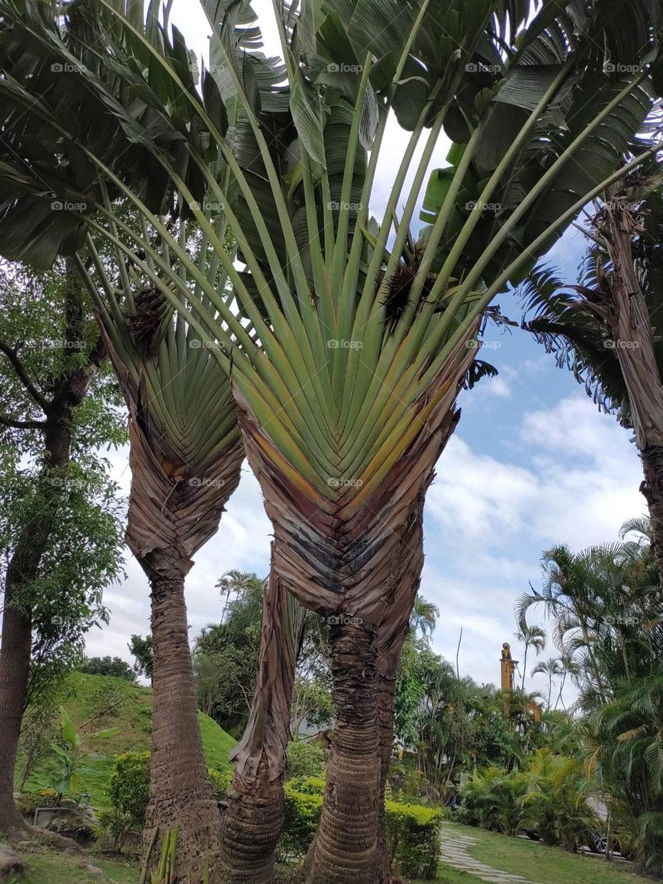 Trees - Chun Leisure Farm - Taiwan