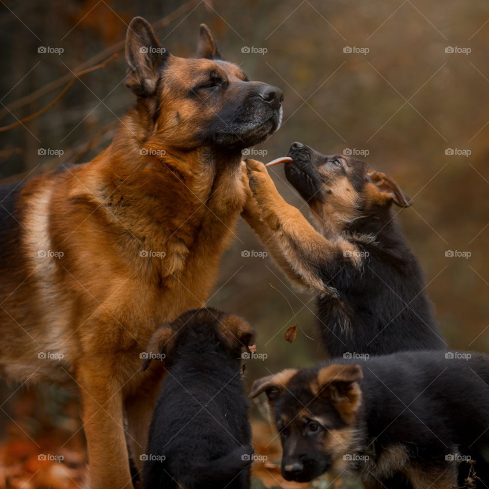 German shepherd dog with puppies at autumn garden