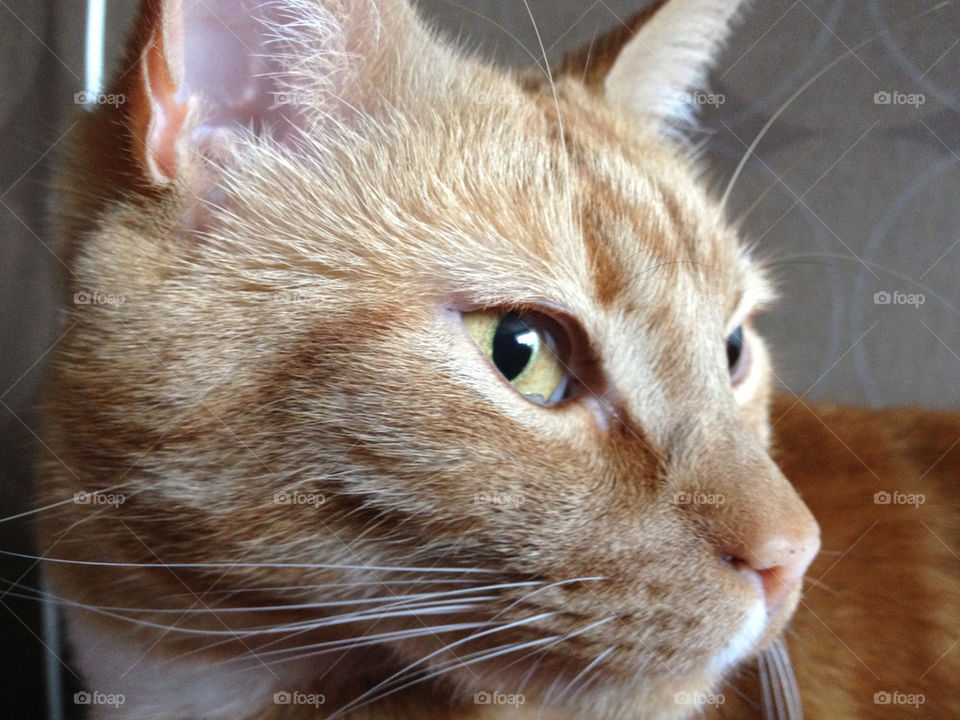 red cat katt curious by anrool