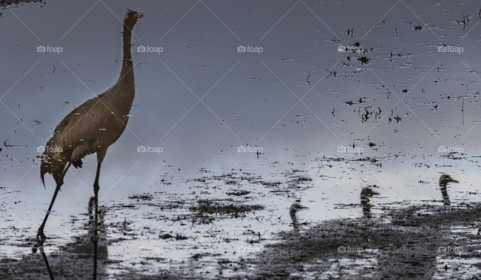 crane reflection
