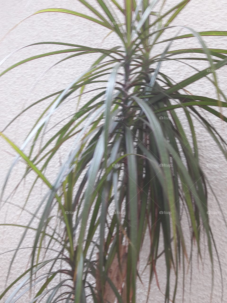 dracena
