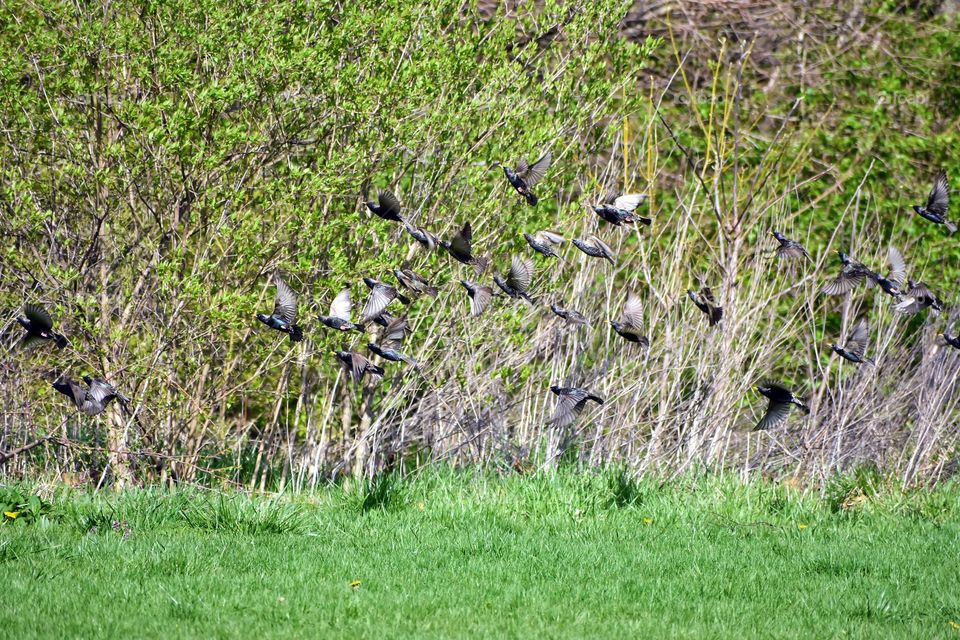 Flock of starlings in flight 