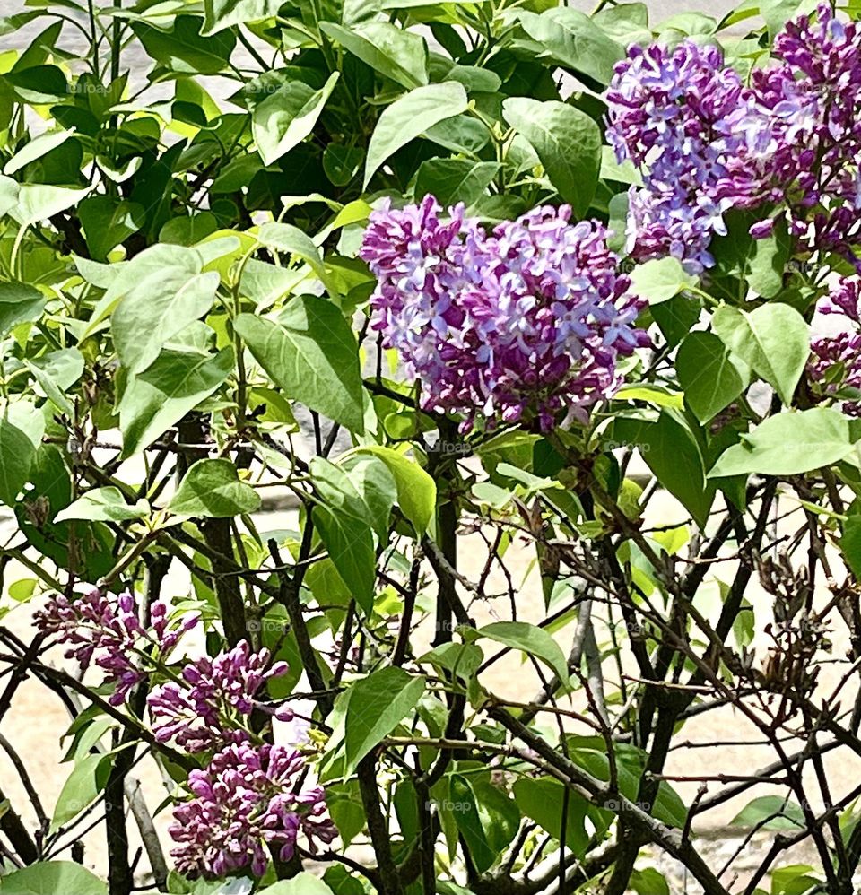 First Lilac of Spring 