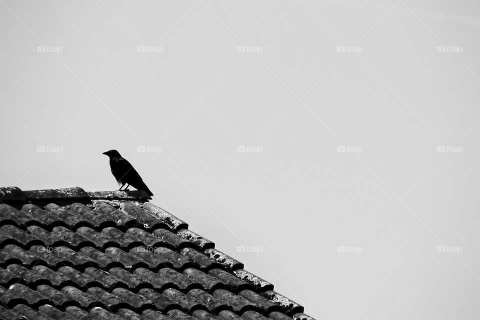 Black and white photo of a raven on a roof