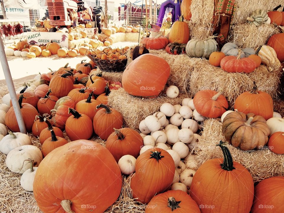 Large group of pumpkins at the pumpkin patch in the fall