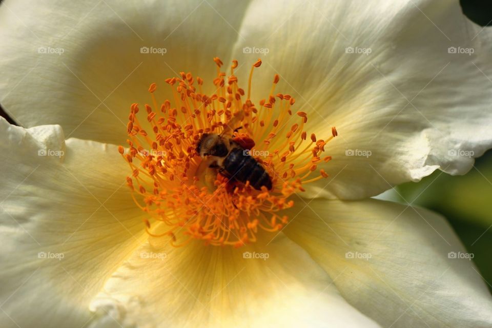 White flower and bee