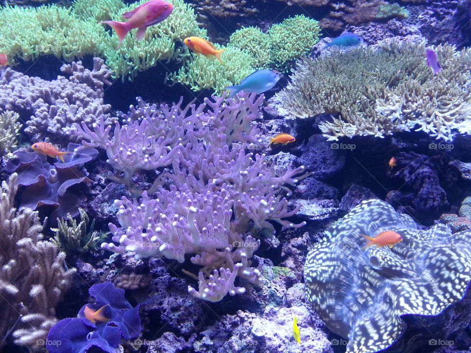 Underwater, Coral, Fish, Reef, Ocean