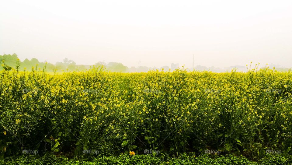 mustard fields