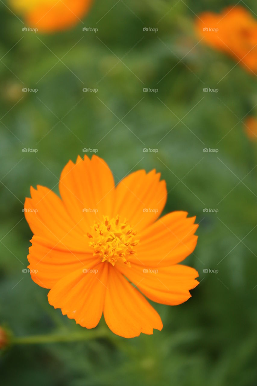 Orange flower. Orange flower