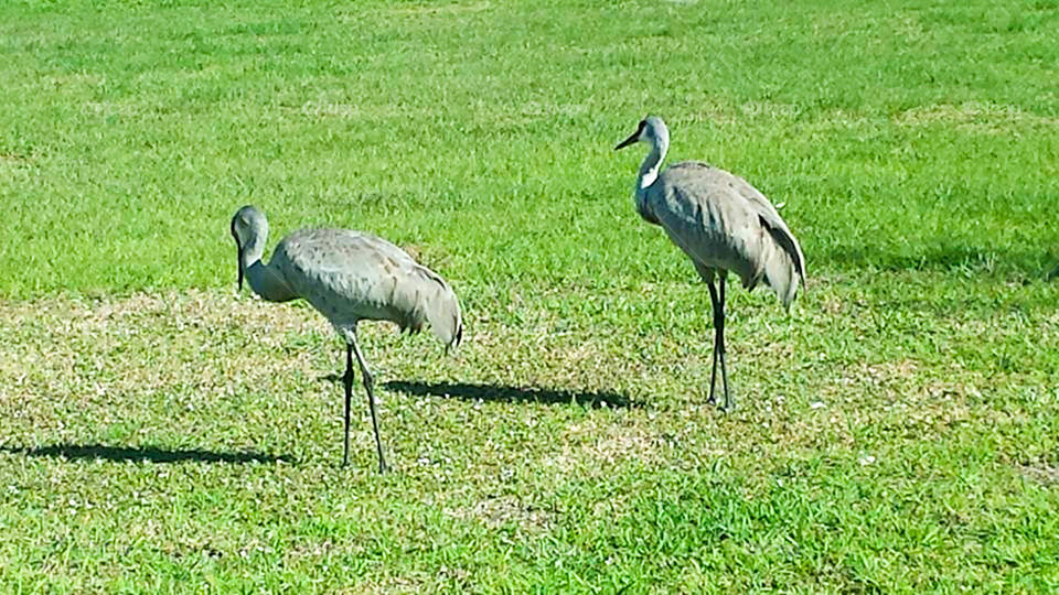 Blue Herons. local herons affectionately  nick - named "Bert and Ernie"