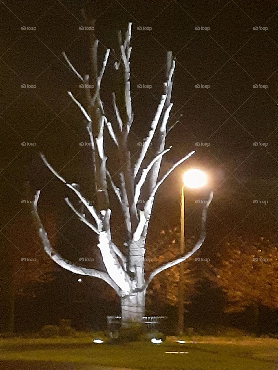 Дерево рун. Рига, Парк Победы