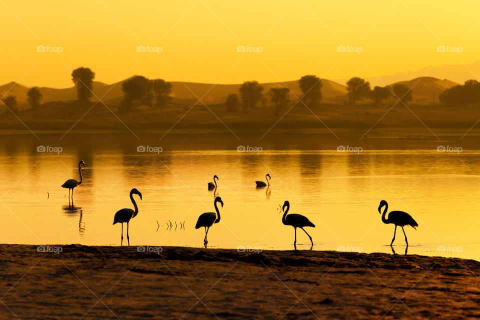 Flamingos at the lake at sunset