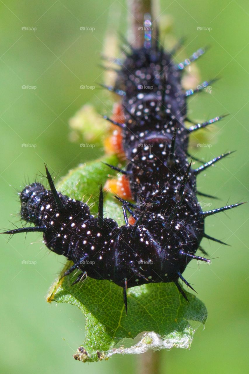 Black caterpillar