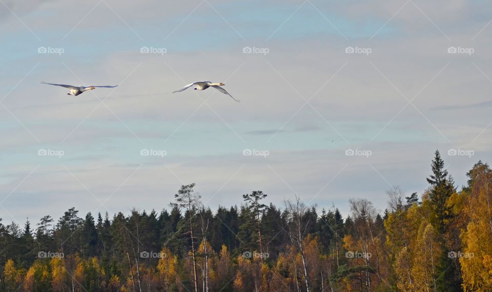 Flying swans in the Wood