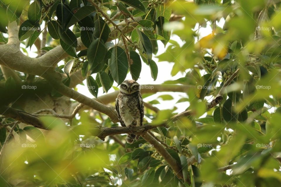 Owl at Vedanthangal, Chennai