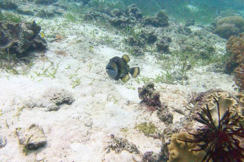 peixe no fundo do mar