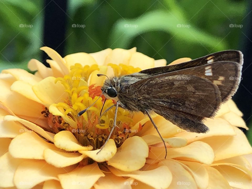Butterfly or moth on zinnia