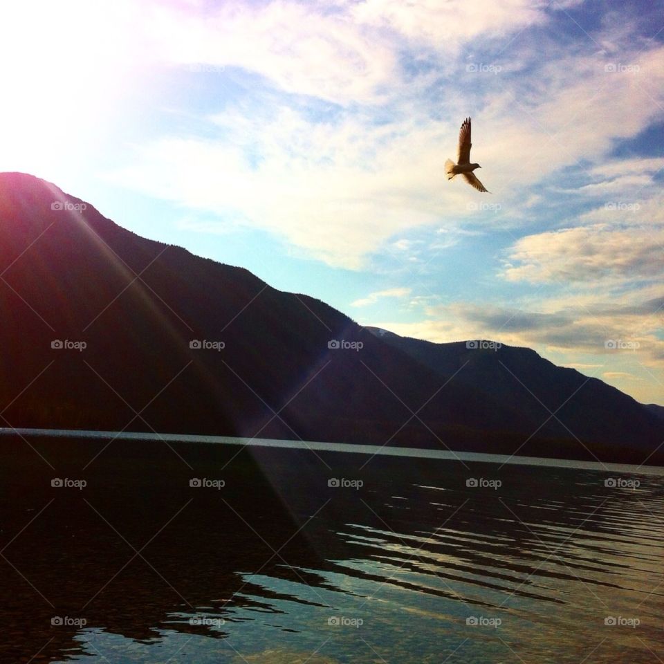 Feather Flight. Bird flying by mountain over water