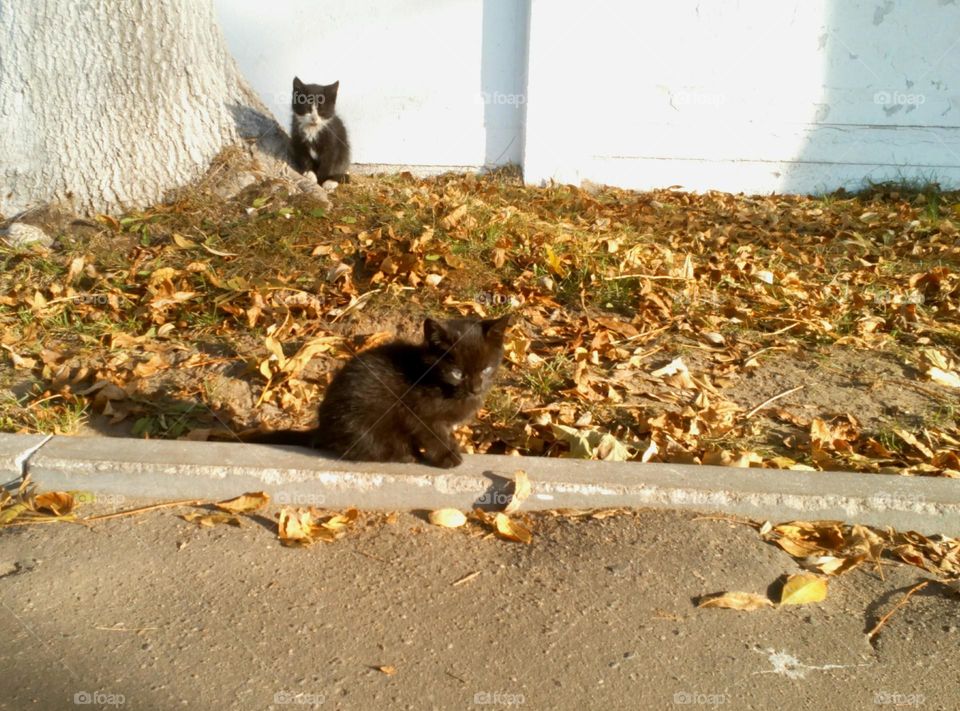 two small kitten on the street