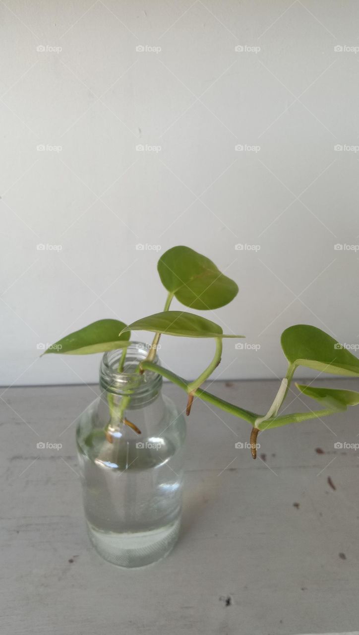 Plants are grown in used bottles