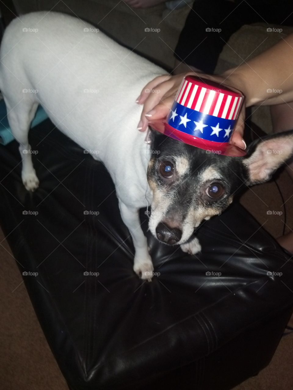 Dog with patriotic hat