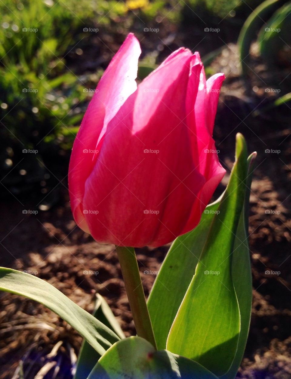 A Lone Tulip