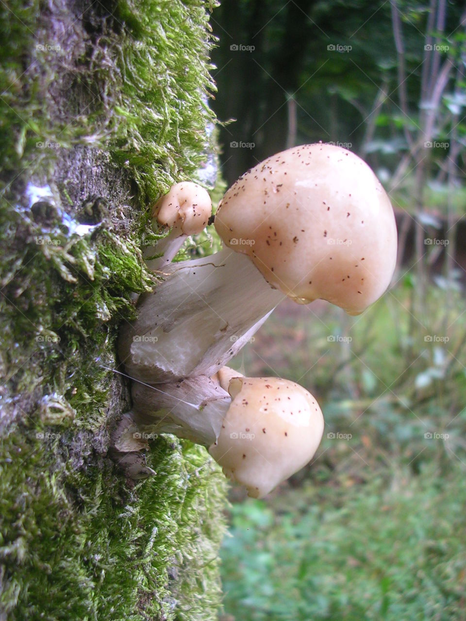 Mushroom Men Two. Fall has fallen, wetter than wet
