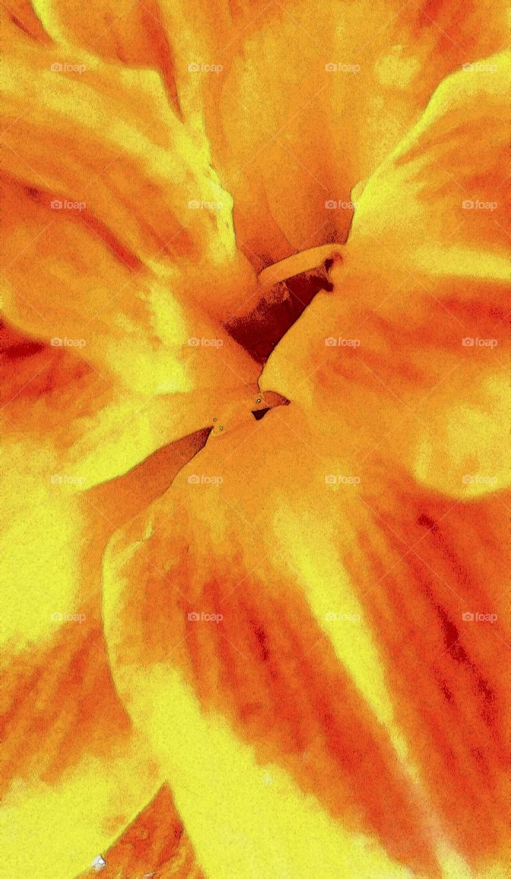 daylilies abstract