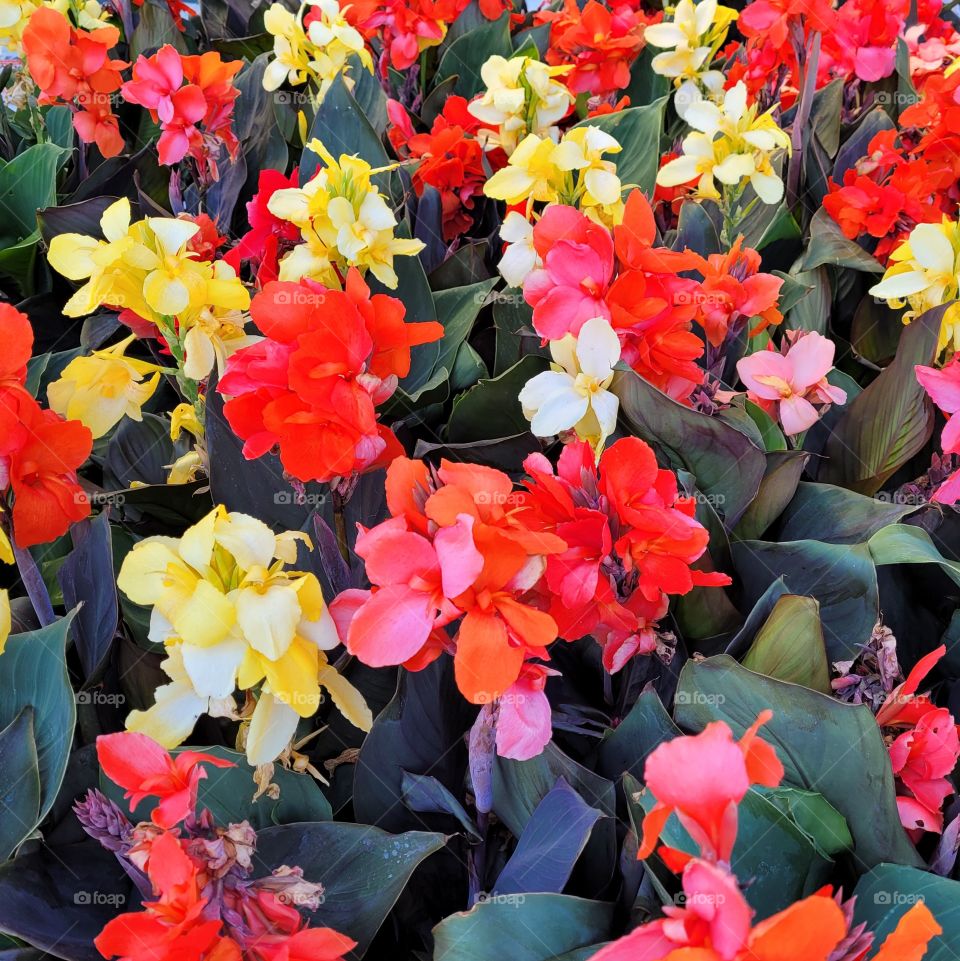 Lush and bright tropical garden with red, orange, pink, and yellow cana lilies, blooms in the summer sun