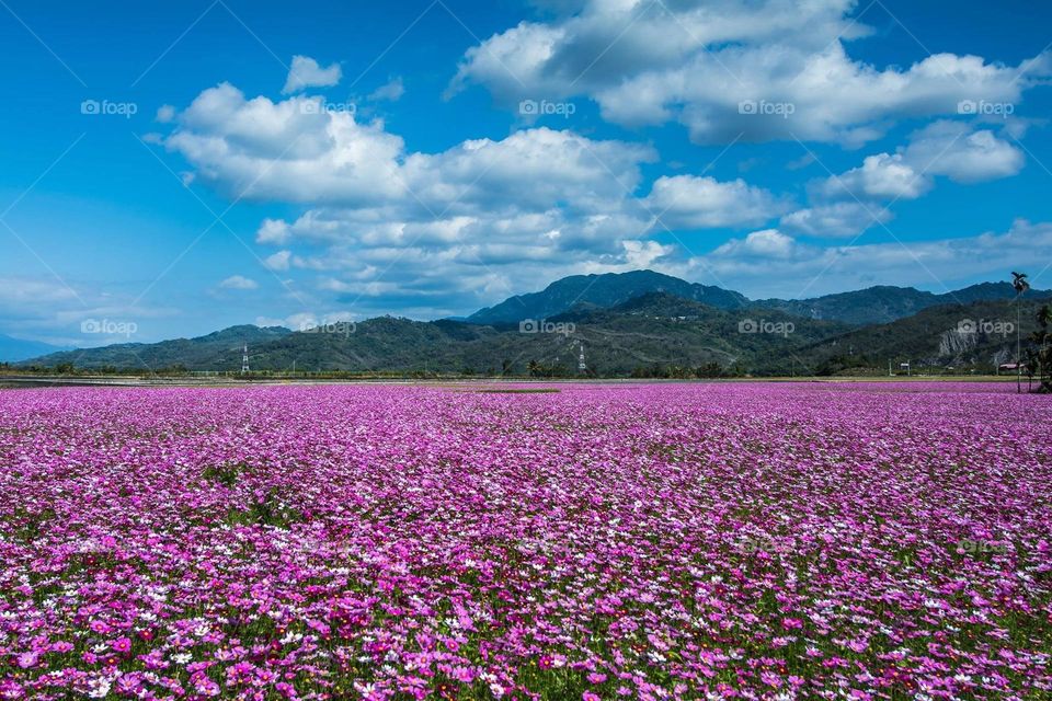 Beautiful mountain and flowers garden scenery