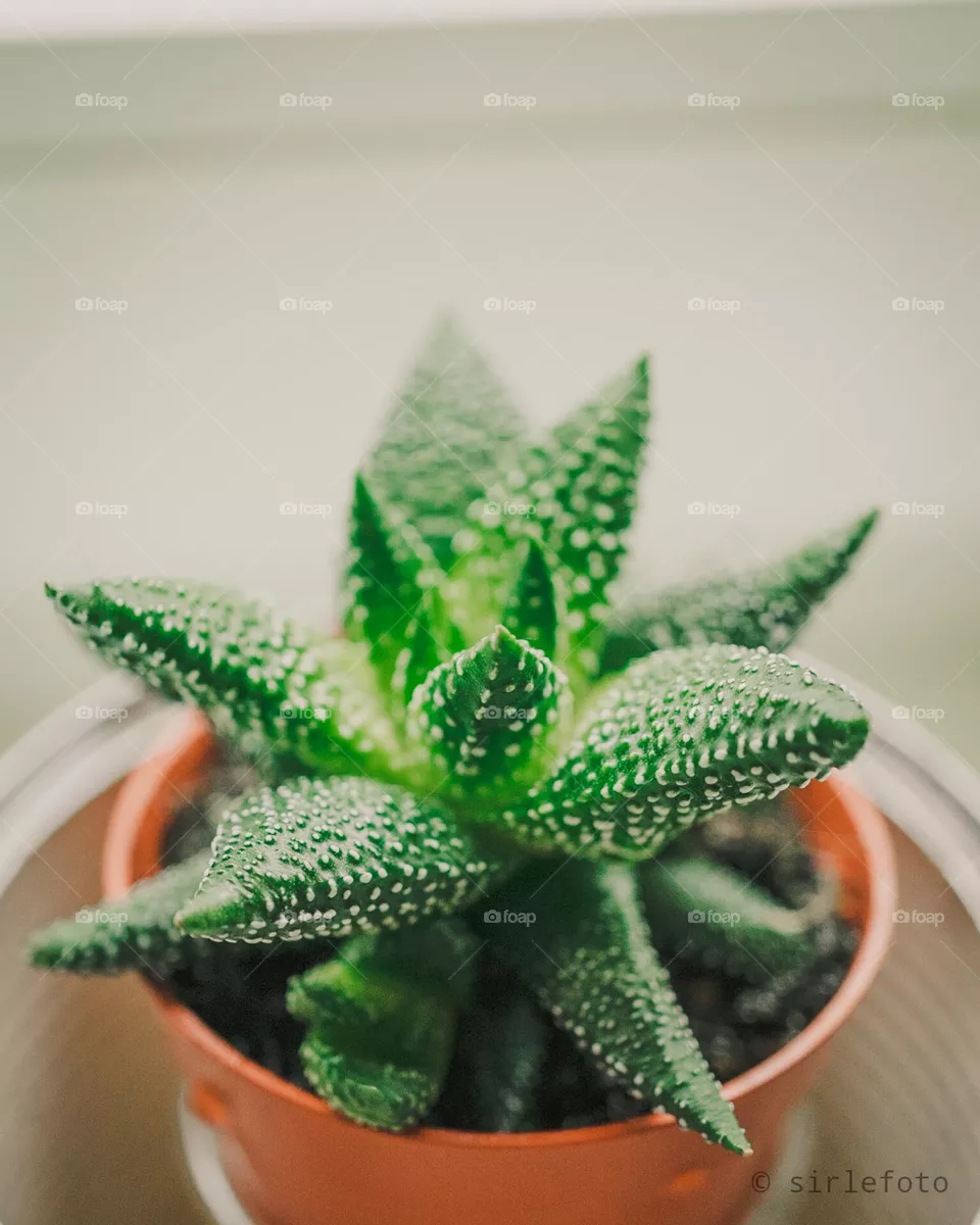 Succulent