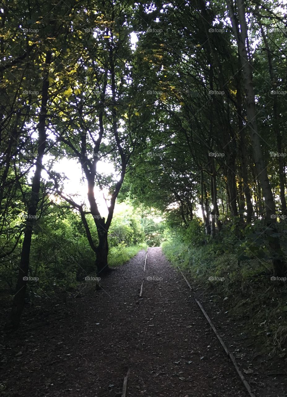 Pathway to the light. 