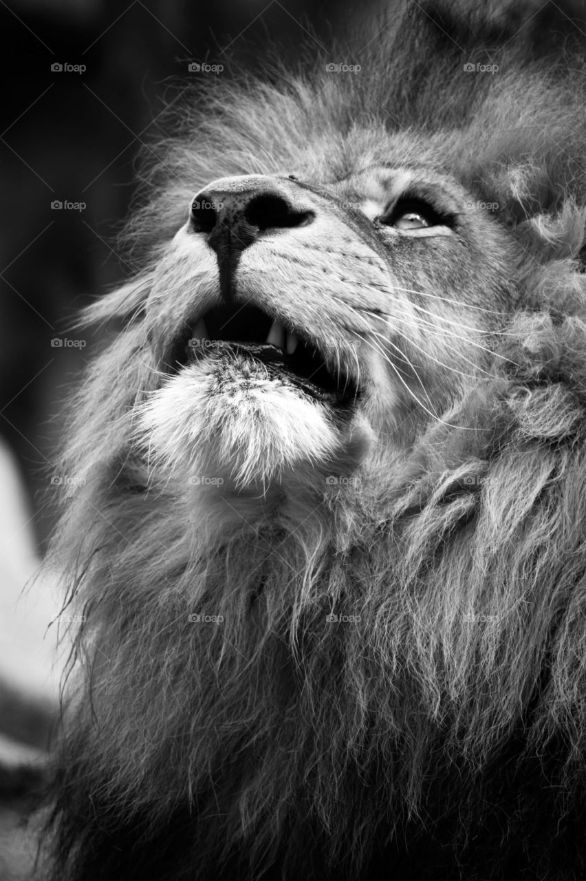 A magnificent lion looking upwards in black and white.