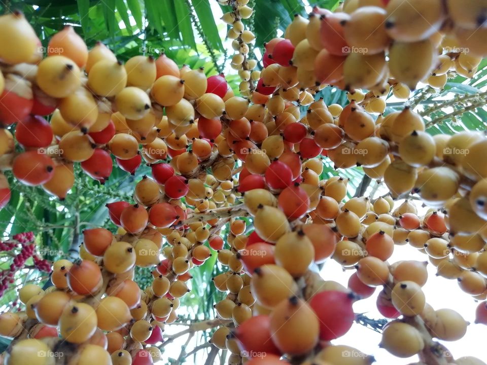 Fruit inthe tree