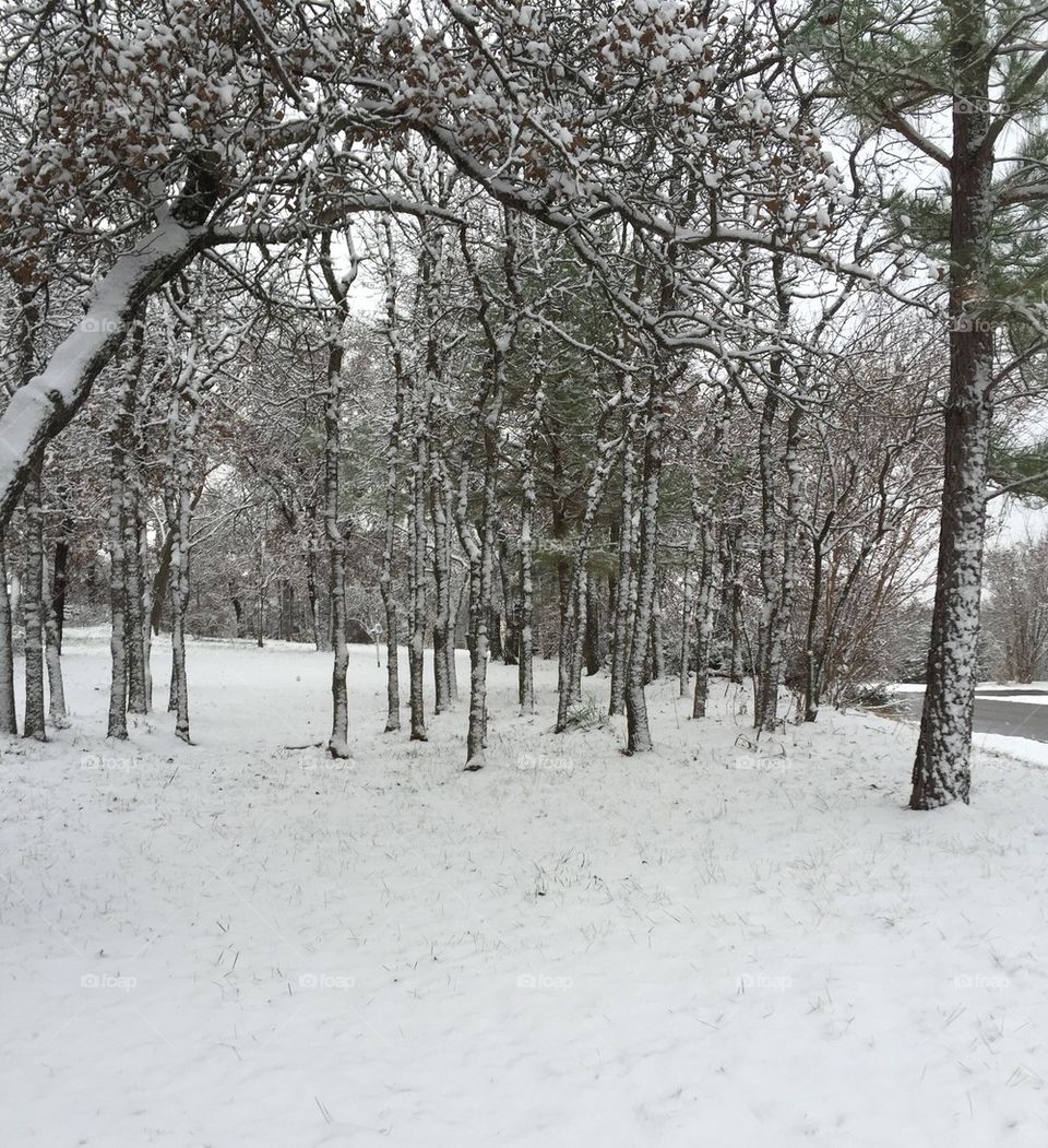 Snowy woods