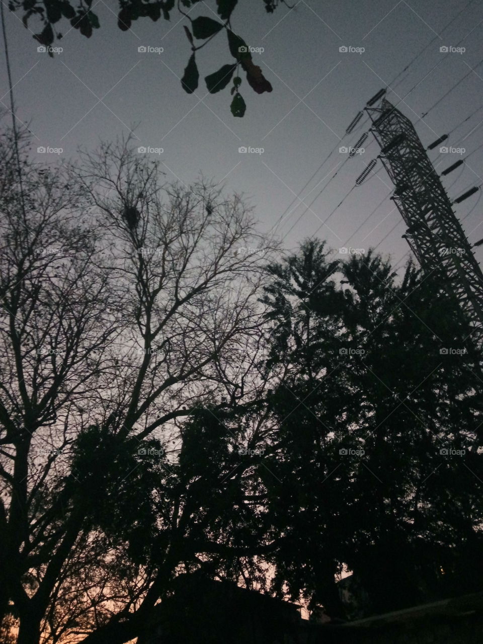 butifull tree and tower.