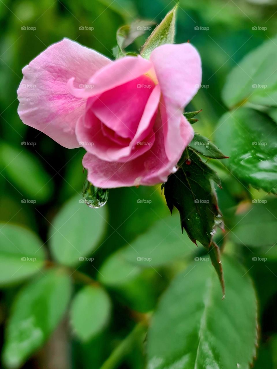 its an amazing feel to see a bud in the morning with a dew drop . fresh pink rose